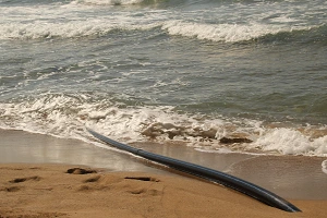 Damage to Submarine Cables: Claims and Remedies